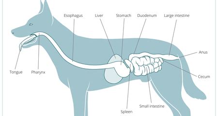 狗狗食道的构造与功能探讨